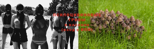 прущие грибы Абинск